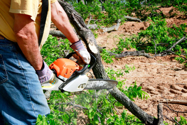 How Our Tree Care Process Works  in  East Grand Rapids, MI